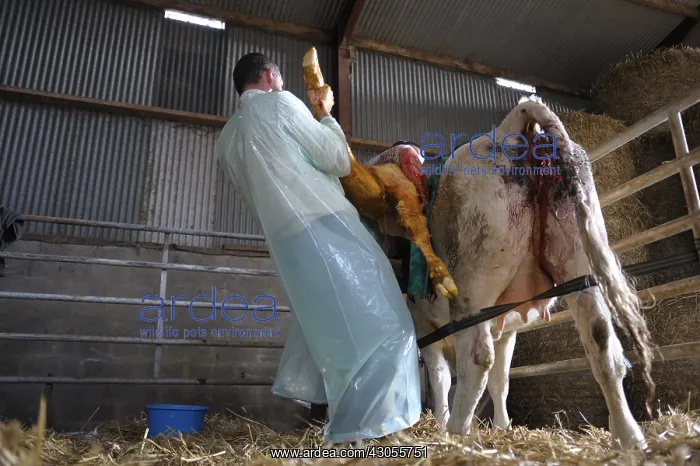 : Cesarean of a Charolaise Cow Nord Pas-de-Calais France : Cesarean of a Charolaise Cow Nord Pas-de-Calais France