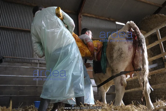 : Cesarean of a Charolaise Cow Nord Pas-de-Calais France : Cesarean of a Charolaise Cow Nord Pas-de-Calais France