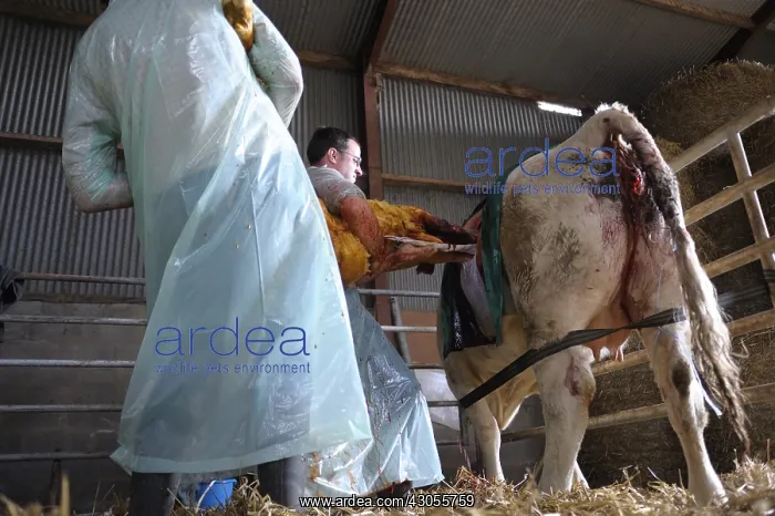 : Cesarean of a Charolaise Cow Nord Pas-de-Calais France : Cesarean of a Charolaise Cow Nord Pas-de-Calais France