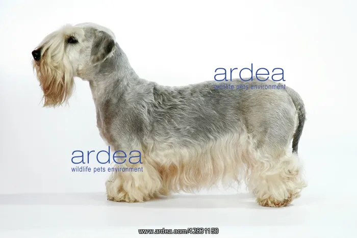 : Cesky Terrier : Cesky Terrier