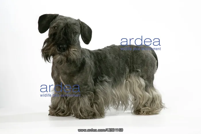: Cesky Terrier : Cesky Terrier
