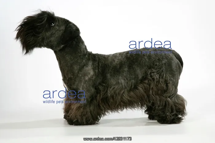 : Cesky Terrier : Cesky Terrier