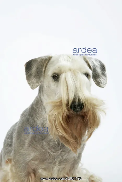 : Cesky Terrier : Cesky Terrier