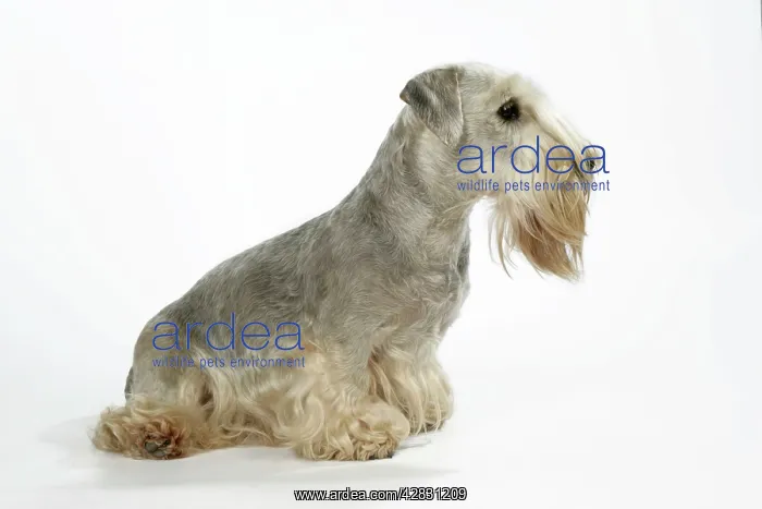 : Cesky Terrier : Cesky Terrier
