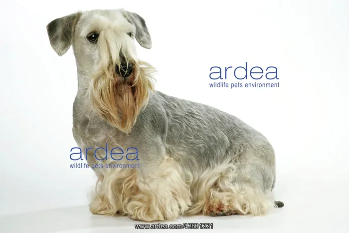 : Cesky Terrier : Cesky Terrier