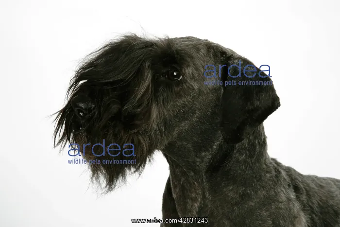 : Cesky Terrier : Cesky Terrier