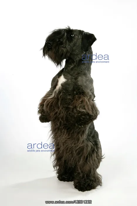  : Cesky Terrier - on hind legs