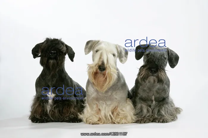 : Cesky Terriers - three : Cesky Terriers - three
