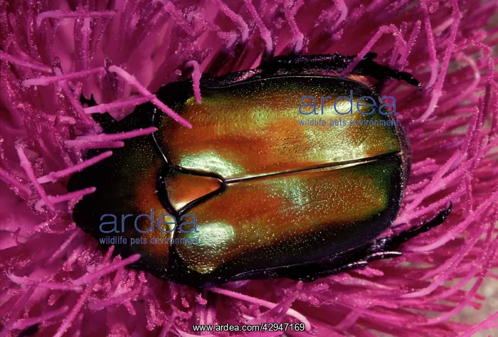 : Cetonia aurata : Cetonia aurata