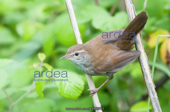  : Cetti's Warbler