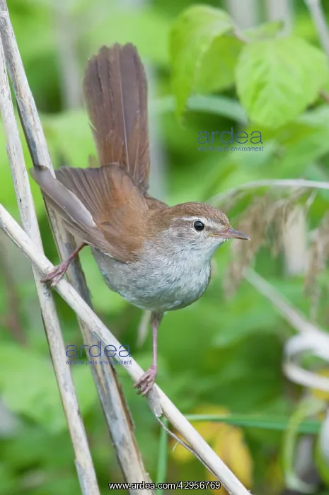  : Cetti's Warbler