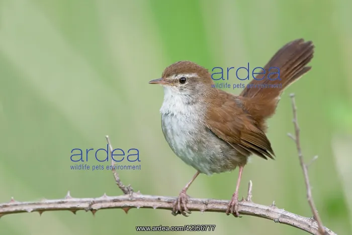 : Cetti's Warbler : Cetti's Warbler