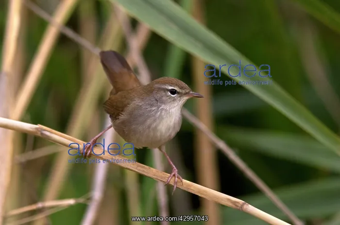  : Cetti's Warbler