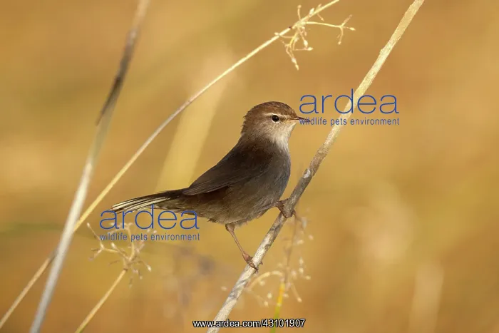 : Cetti's Warbler : Cetti's Warbler