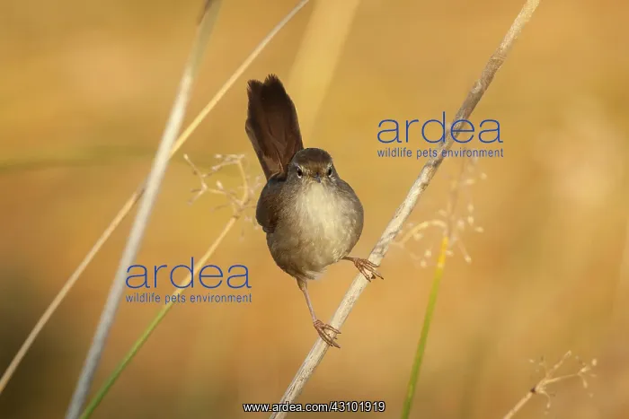 : Cetti's Warbler : Cetti's Warbler
