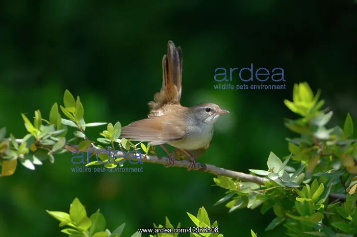 : Cettis Warbler - Displaying : Cettis Warbler - Displaying