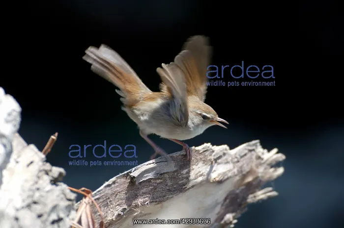 : Cettis Warbler - Displaying : Cettis Warbler - Displaying