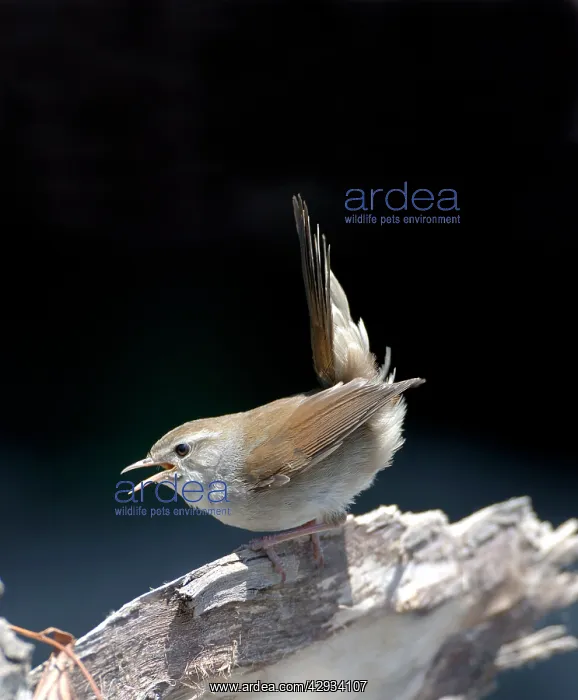 : Cettis Warbler - Displaying : Cettis Warbler - Displaying
