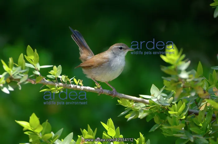 : Cettis Warbler - Displaying : Cettis Warbler - Displaying