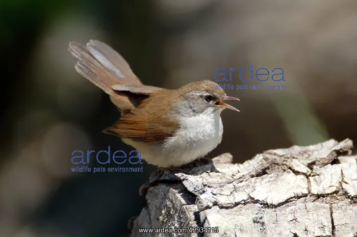 : Cettis Warbler - Displaying : Cettis Warbler - Displaying