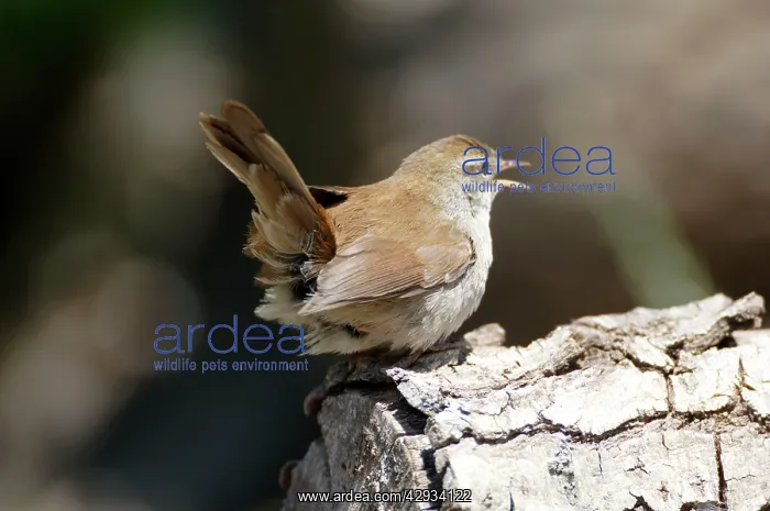 : Cettis Warbler - Displaying : Cettis Warbler - Displaying