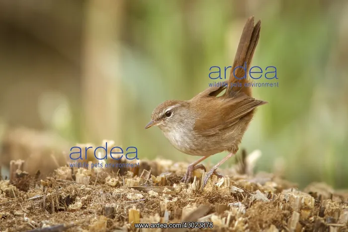 : Cetti's Warbler on floor Castilla La Mancha Spain : Cetti's Warbler on floor Castilla La Mancha Spain