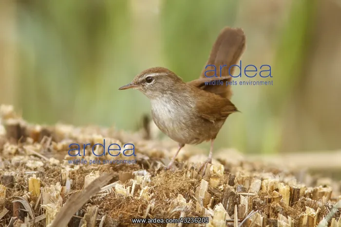 : Cetti's Warbler on floor Castilla La Mancha Spain : Cetti's Warbler on floor Castilla La Mancha Spain