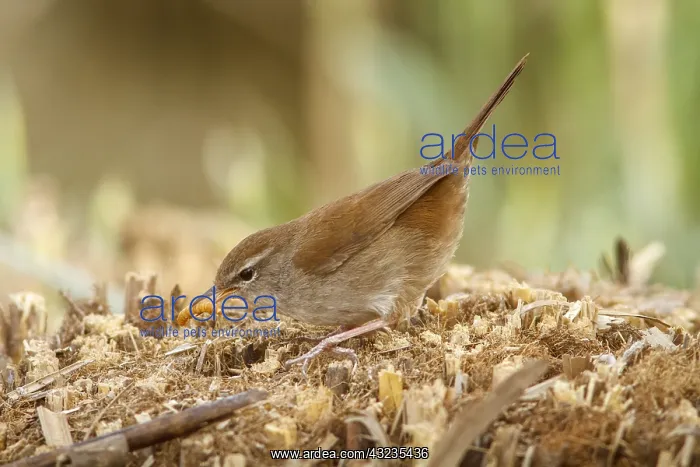 : Cetti's Warbler on floor eating a worm Castilla La Manc : Cetti's Warbler on floor eating a worm Castilla La Manc