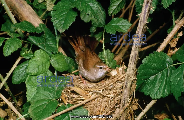 : Cettis Warbler - at nest : Cettis Warbler - at nest