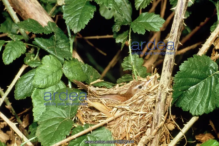 : Cetti's Warbler - on nest : Cetti's Warbler - on nest