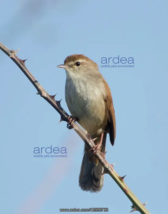 : Cetti's Warbler - perched on bramble : Cetti's Warbler - perched on bramble