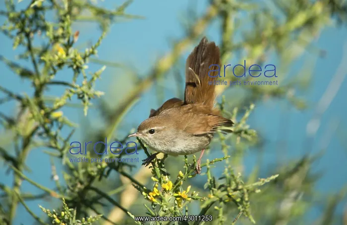 : Cetti's Warbler with raised tail on territory : Cetti's Warbler with raised tail on territory