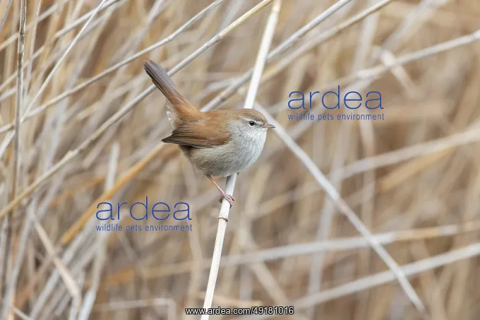 : Cetti's Warbler - Reed Bed - UK