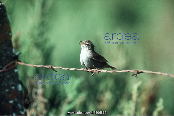 : CETTIS WARBLER - singing on barbed wire : CETTIS WARBLER - singing on barbed wire