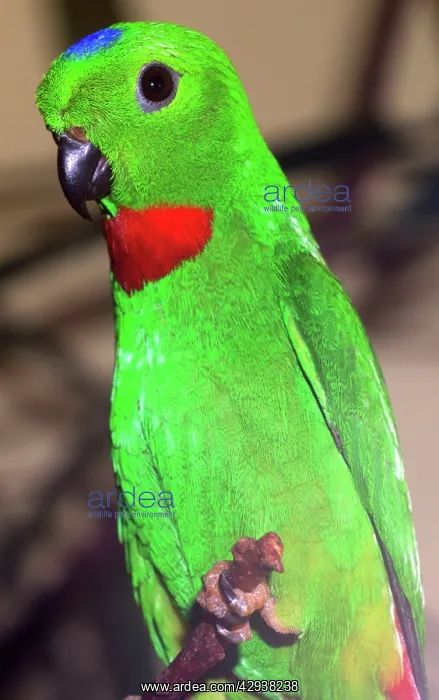 : Ceylon Blue Crowned Hanging Parrot : Ceylon Blue Crowned Hanging Parrot