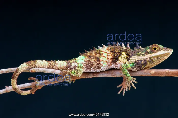  : Ceylon Deaf Agama (Cophotis ceylanica), Sri Lanka