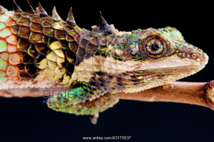 : Ceylon Deaf Agama (Cophotis ceylanica), Sri Lanka : Ceylon Deaf Agama (Cophotis ceylanica), Sri Lanka
