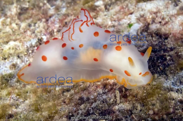 : Ceylon Gymnodoris Nudibranch : Ceylon Gymnodoris Nudibranch