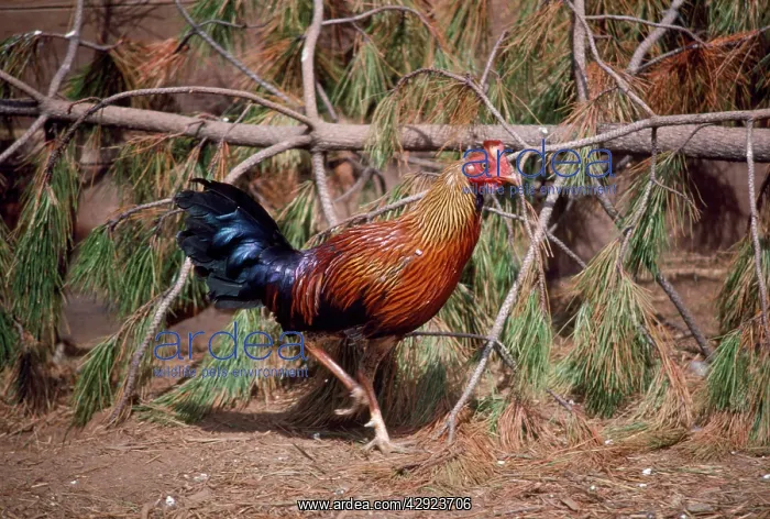 : CEYLON JUNGLEFOWL : CEYLON JUNGLEFOWL