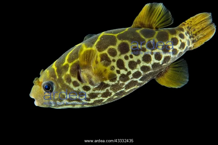 : Ceylon Pufferfish (Tetraodon fluviatilis), captive : Ceylon Pufferfish (Tetraodon fluviatilis), captive