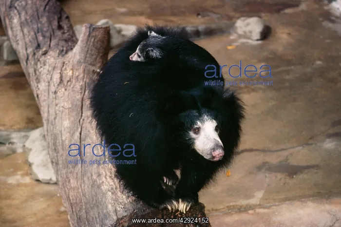 : Ceylon Sloth Bear : Ceylon Sloth Bear
