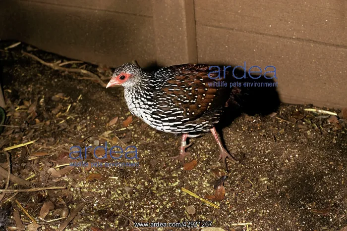 : Ceylon Spurfowl - male : Ceylon Spurfowl - male