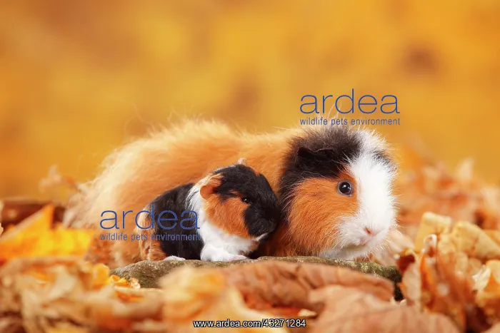 : CH-Teddy guinea pigs, female and young animal, tortie-white : CH-Teddy guinea pigs, female and young animal, tortie-white