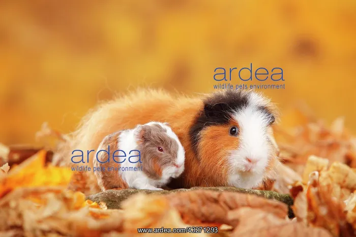 : CH-Teddy guinea pigs, female and young animal, tortie-white : CH-Teddy guinea pigs, female and young animal, tortie-white