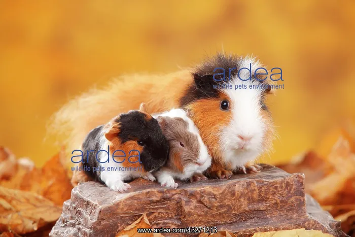 : CH-Teddy guinea pigs, female and two young animals : CH-Teddy guinea pigs, female and two young animals