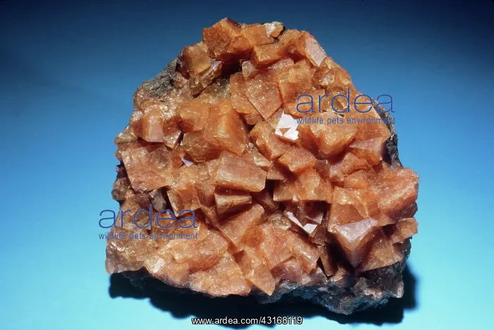 : Chabazite from Nova Scotia : Chabazite from Nova Scotia