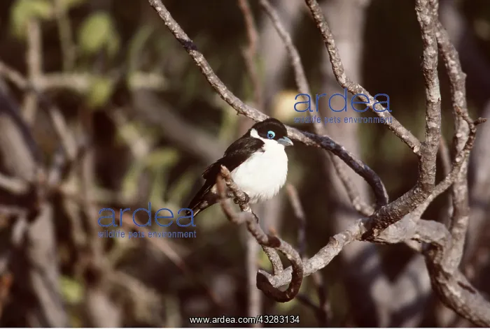  : CHABERT'S VANGA BIRD - on branch