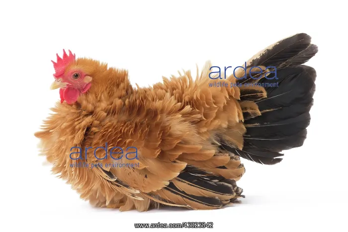  : Chabo  /  Black Tailed Buff Japanese Bantam Chicken hen fawn