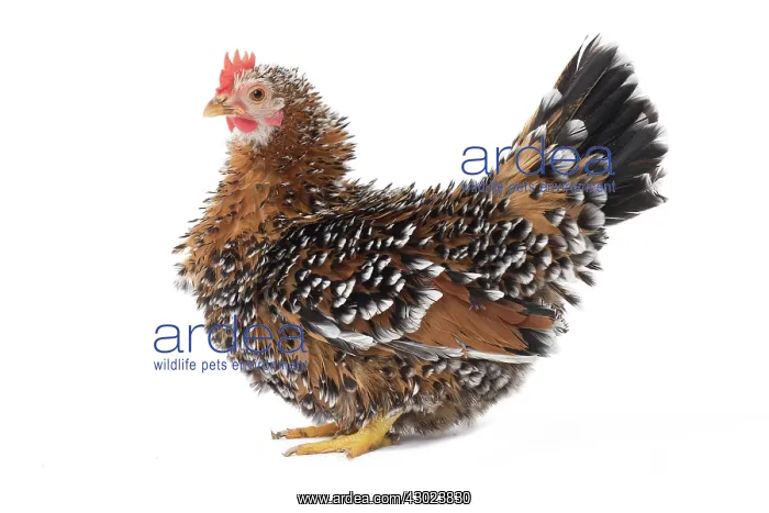 : Chabo Chicken / Japanese Bantam Chicken : Chabo Chicken / Japanese Bantam Chicken