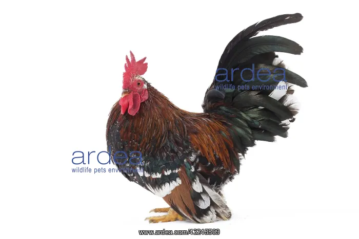 : Chabo / Japanese bantam Chicken Cockerel / Rooster : Chabo / Japanese bantam Chicken Cockerel / Rooster